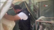 Son dakika haberi | Zehir tarlasına polis baskını: 4 metrelik kenevirler yakalandı