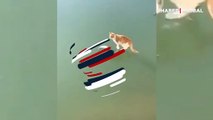Buz tutan gölde donan balığı yakalama mücadelesi veren kedi kamerada