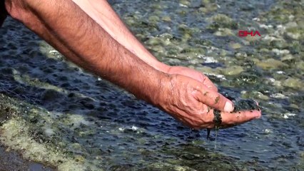 Van Gölü'nde neler oluyor: Her yer onlarla kaplandı