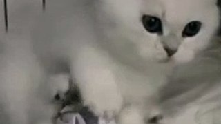 Baby Cats - Cute and Funny Cat Videos Compilation #55