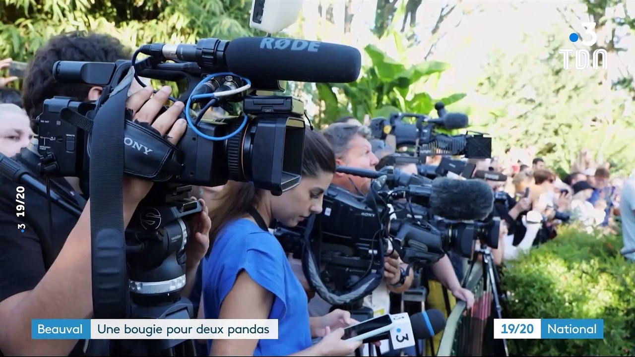 Les jumelles Panda de Beauval fête leur premier anniversaire