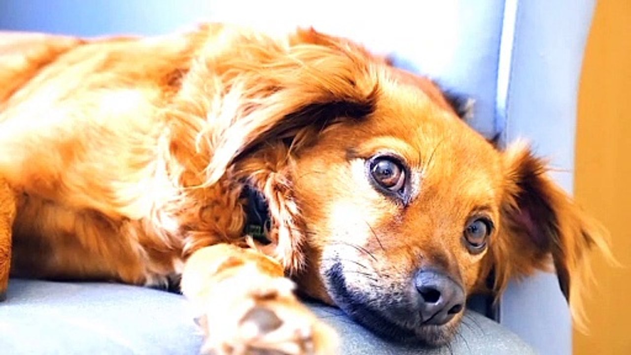 This dog is very sad Tell us what's bothering you so much | funny animal |