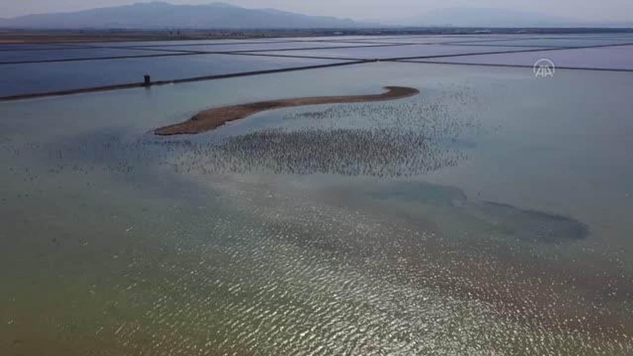 İki aylık flamingolar "kreşte" uçmayı öğreniyor
