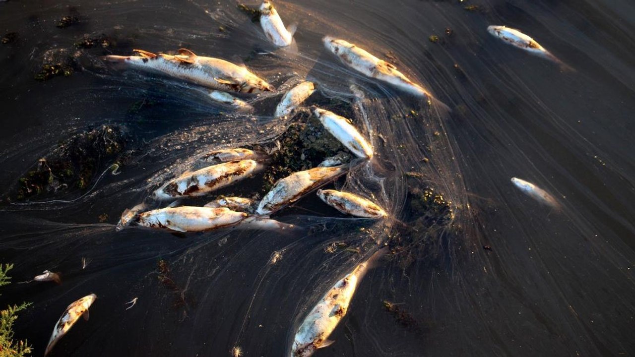 Toplu balık ölümleri görenleri tedirgin ediyor