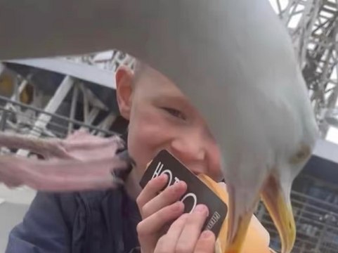 Lancashire Post news update 04 August 2022: Video captures moment seagull snatches hotdog