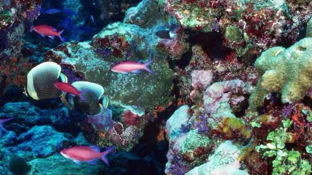 Clamorosa scoperta scientifica, emerse strane impronte sul fondale dell’oceano