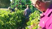 Sécheresse en France : l'irrigation au secours des jeunes vignes dans le sud-ouest