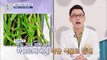 식욕과 체중 감소에 도움을 주는 식물 ▹시서스◃ TV CHOSUN 20220804방송