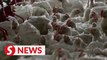 Chicken export ban expected to be lifted by Aug 31, says Kiandee