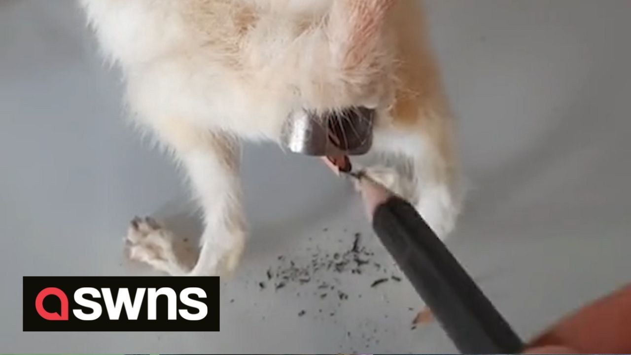 Taxidermist turns rats into pencil cases and ducks into bobble-heads