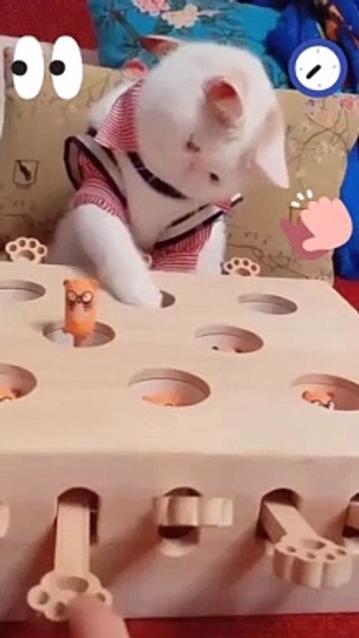Cat funny video