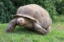 Injured tortoise wanders onto train tracks!