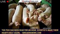 The pigs had been dead for an hour. Scientists made their hearts beat again. - 1breakingnews.com