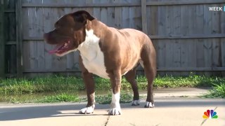 Hero Dog Wakes Up Family During House Fire