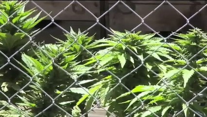 CANNABIS TERAPEUTICA, SITUAZIONE INSOSTENIBILE PER I PAZIENTI