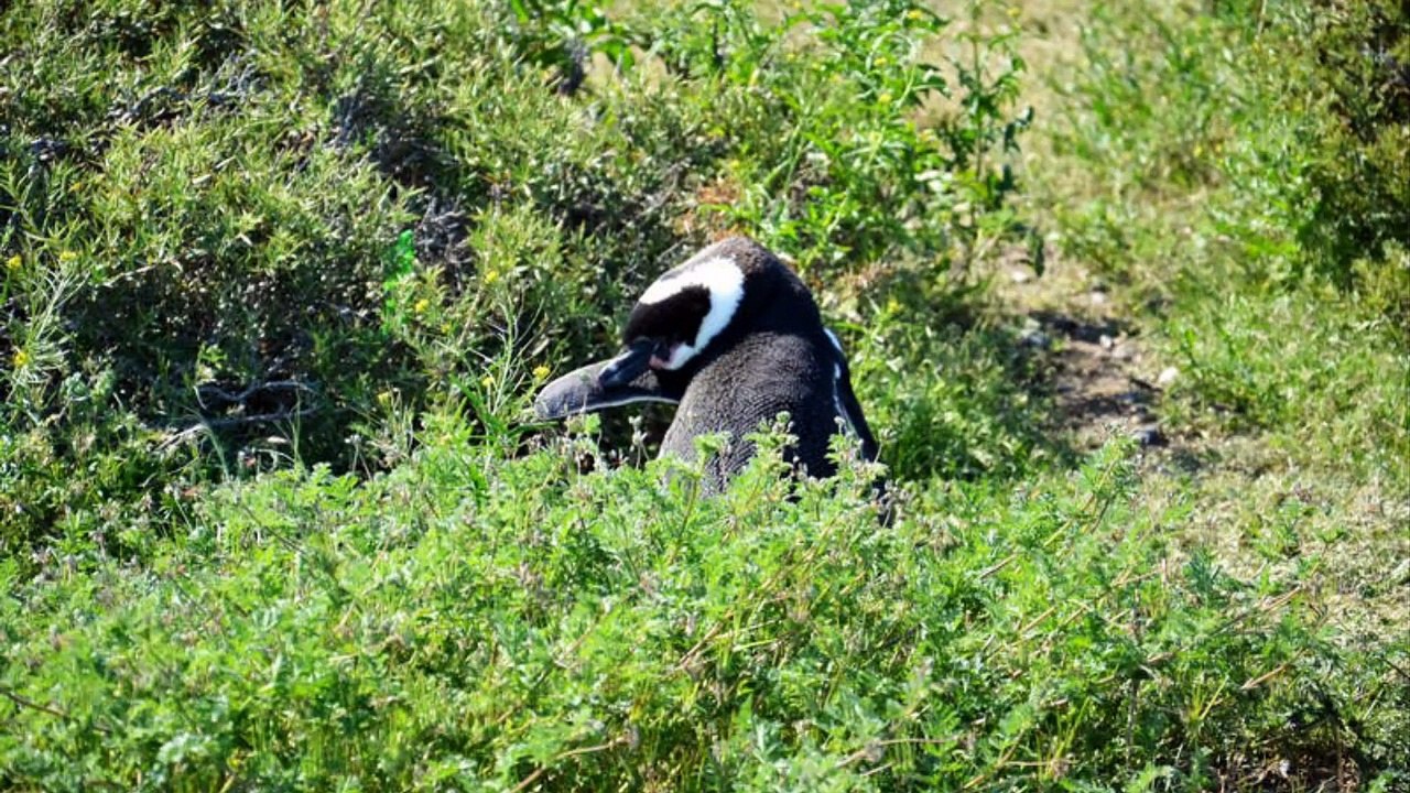 Argentine (Punta Tombo)