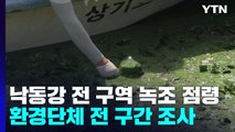 낙동강 하류까지 녹조 점령...환경단체 전 구간 조사 착수 / YTN