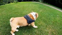 Baby dog cute dog funny dog dog compilation video aww animals Brain Master