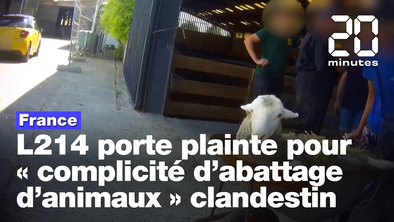 L214 porte plainte pour « complicité d’abattage d’animaux » clandestin