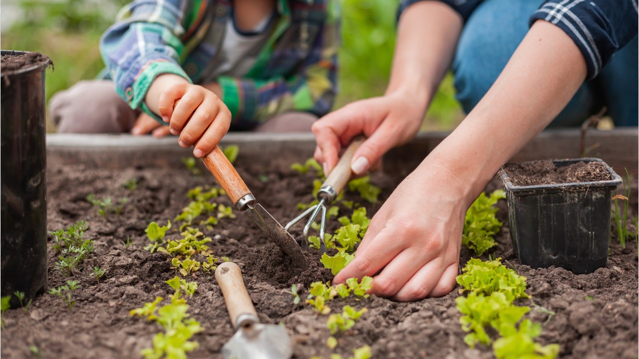 Sans eau, ce maraîcher réussit pourtant à produire des légumes
