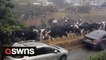 Herd of cows caused chaos by 'storming' a village