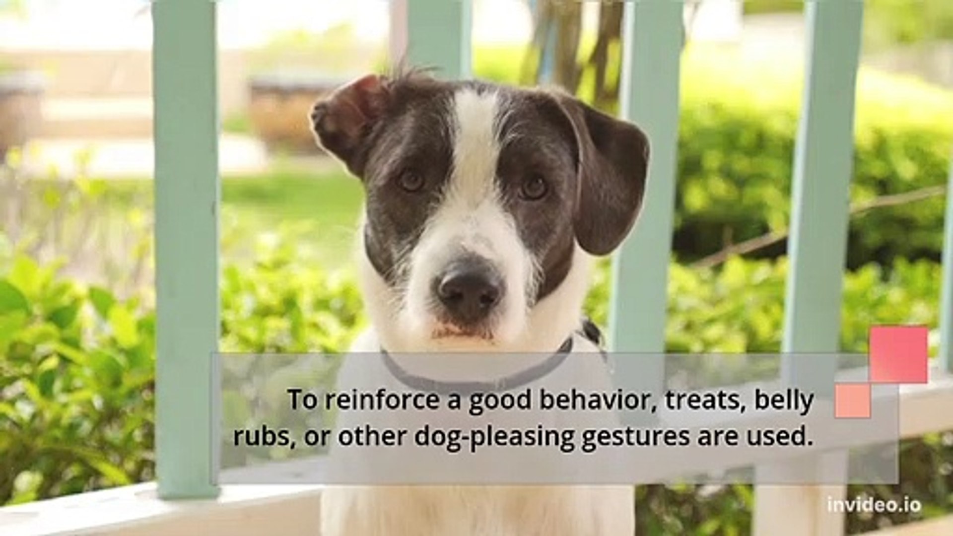 ⁣TRAINING DOG : HOW TO  OBEDIENT TRAIN A DOG
