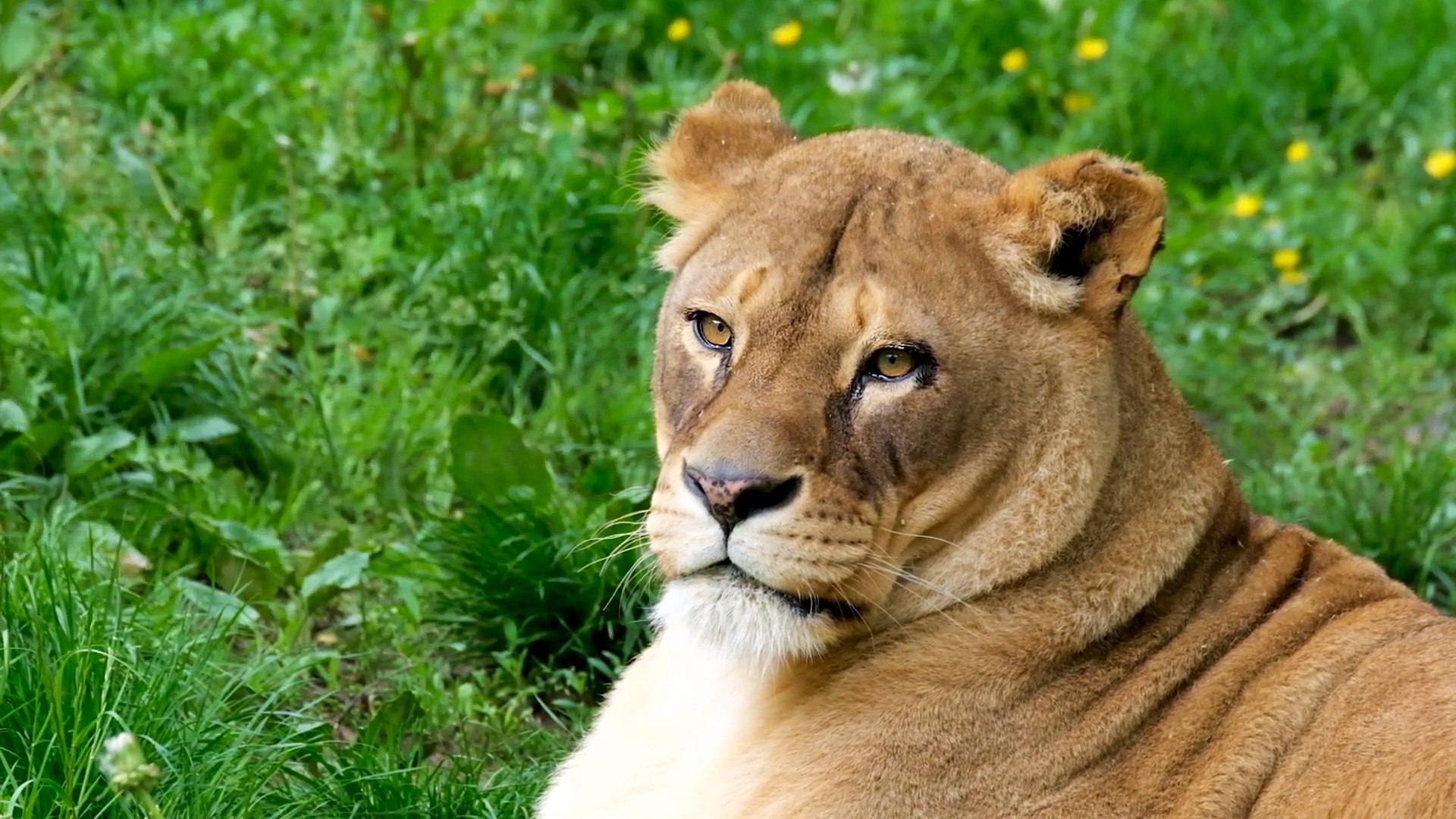 ⁣Wild Animals 4k Video,  Animals Attack