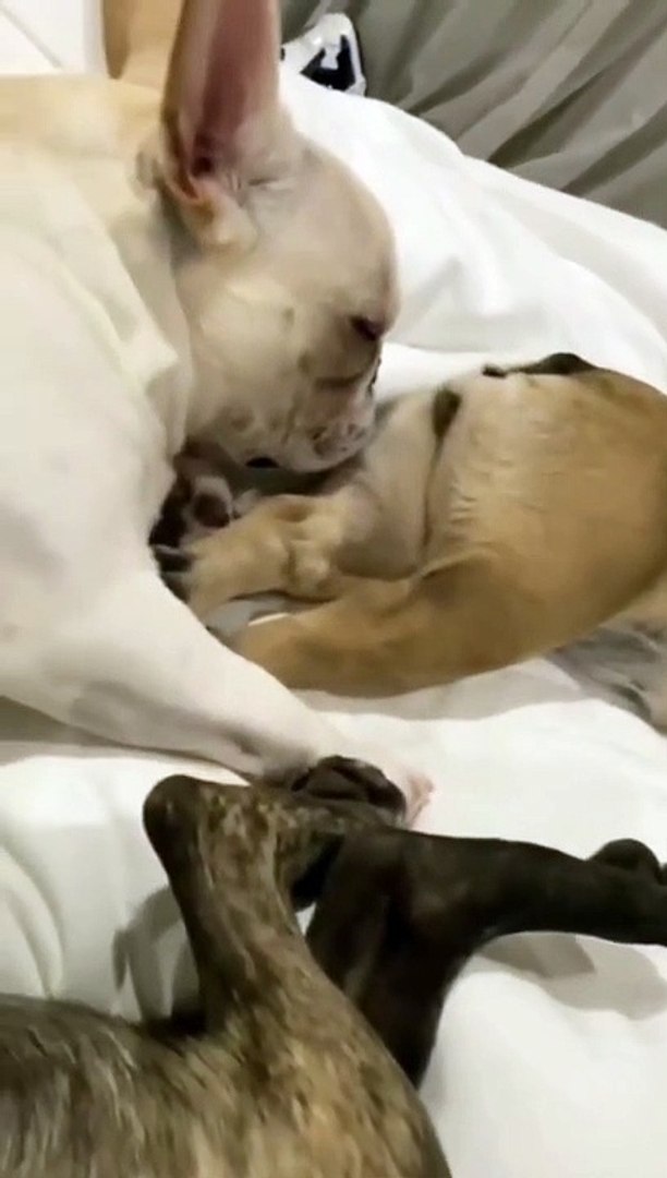 ⁣Animals Videos moment Funny Animals videos