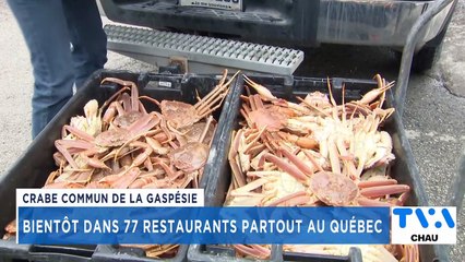 TVA Nouvelles CHAU 12h 4 août 2022