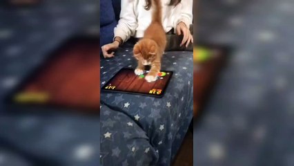 Crazy Cat Playing Game