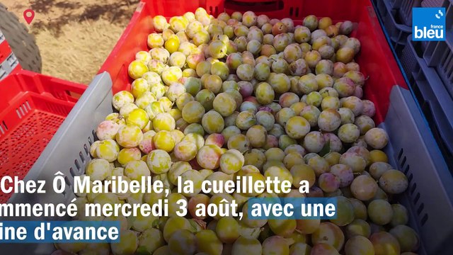 La cueillette des mirabelles a commencé en Lorraine