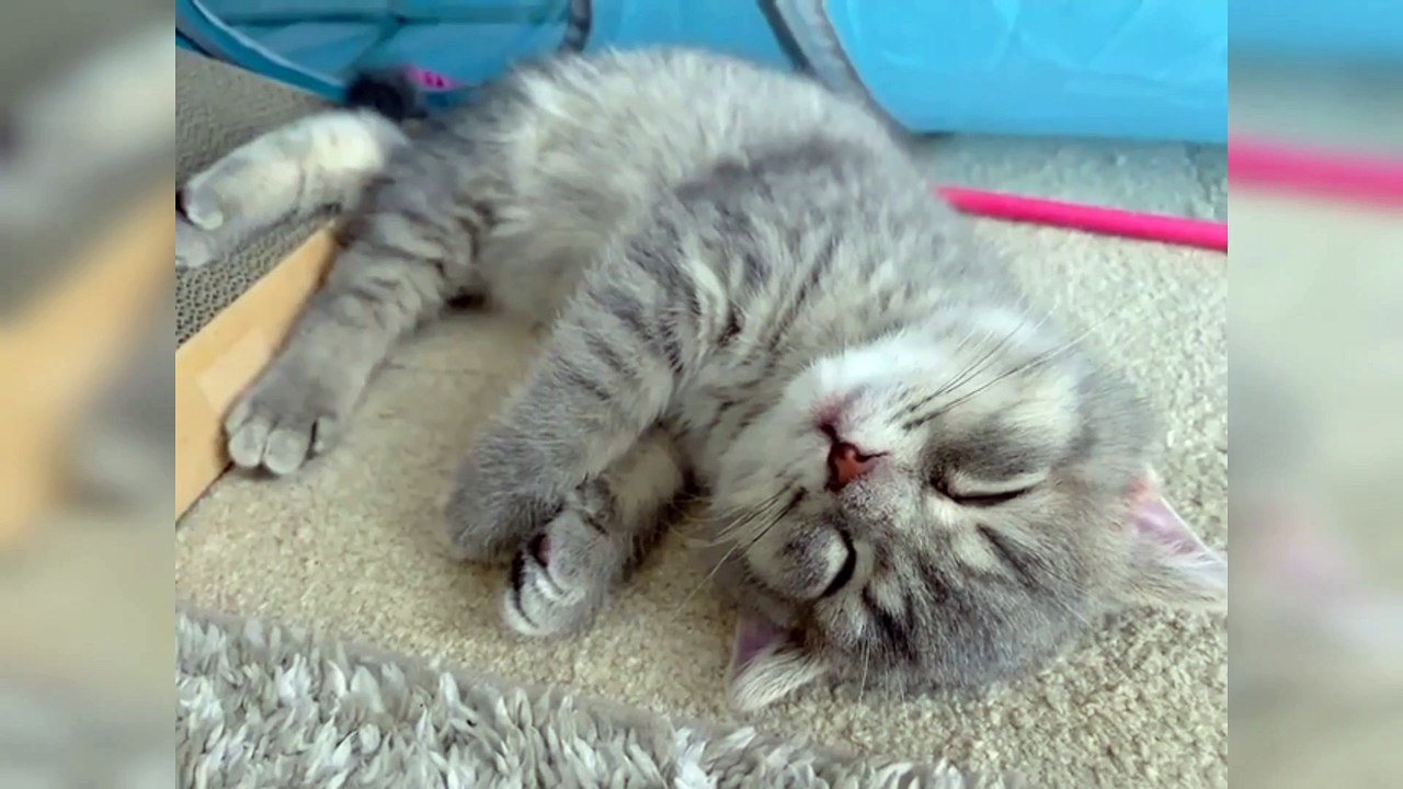 Sooo Cute Kitty