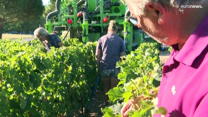 Бордо: спасти от засухи  урожай и вино