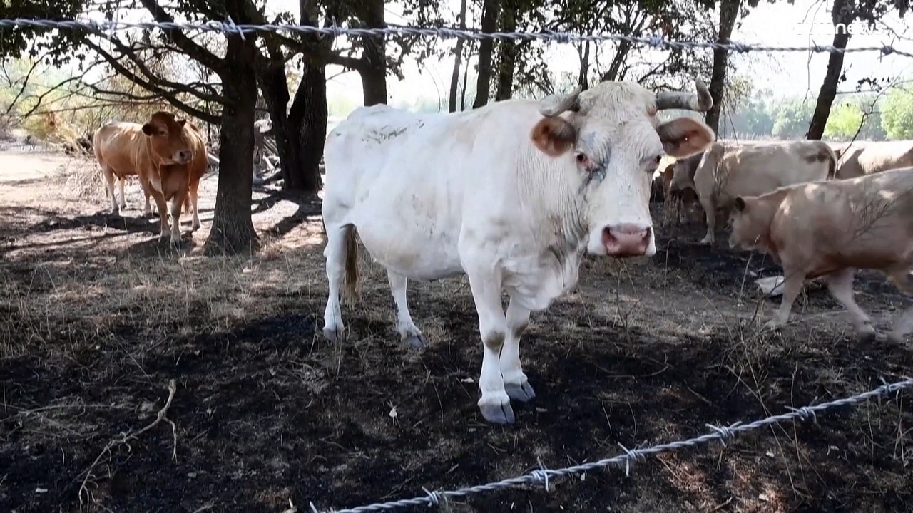 España | Galicia busca los responsables que provocaron los incendios en Verín