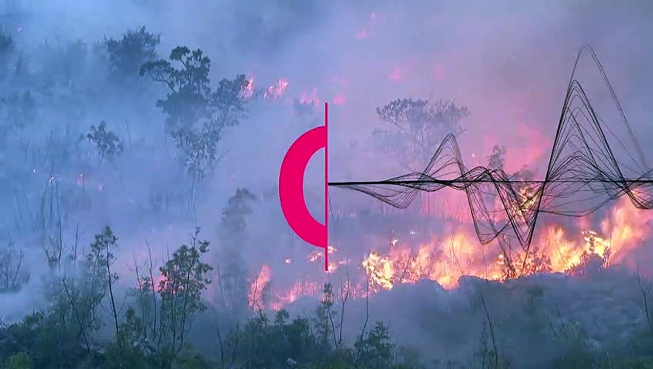 Flammen-Tod: Buschbrände an bosnischer Adria löschen Bienenvölker aus