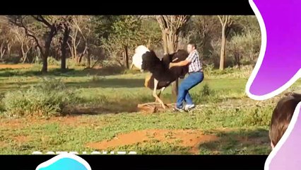 Insane Animal Encounters Caught on Camera