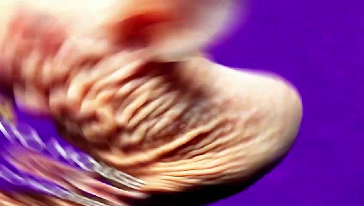 Animals That Look Like They Are Not From This Planet