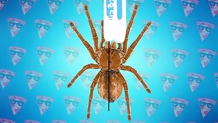 The Scariest Looking Animals on The Planet