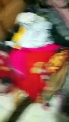 Giant Snake Falls Through Ceiling Towards Firefighters