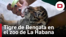 Un tigre de Bengala de tres meses es el nuevo inquilino del Zoológico de La Habana
