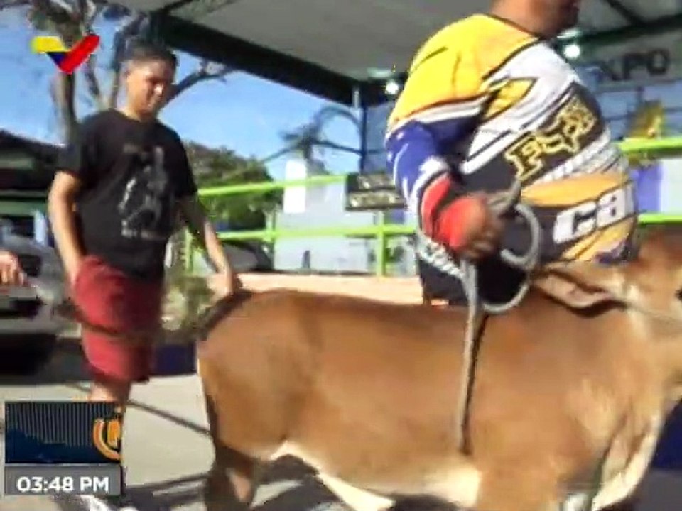 Expoferia agropecuaria Falcón 2022 presentó potencial de ganado bovino y caprino