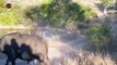 Great! Brave Mother Buffalo saves baby from Lion hunts   Wild Animal Fights