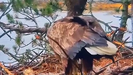 Eagle - King of the Sky   Top moments when winged animals attacks the prey