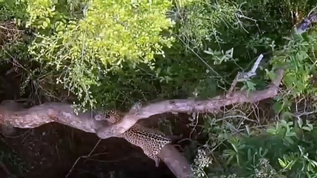 Eagles fly in the sky to stalk their prey Eagle vs Leopard steal the eggs