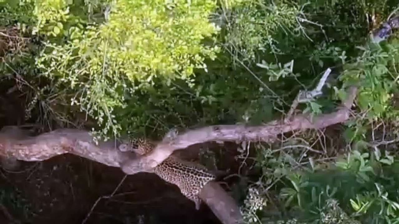 Eagles fly in the sky to stalk their prey   Eagle vs Leopard steal the eggs