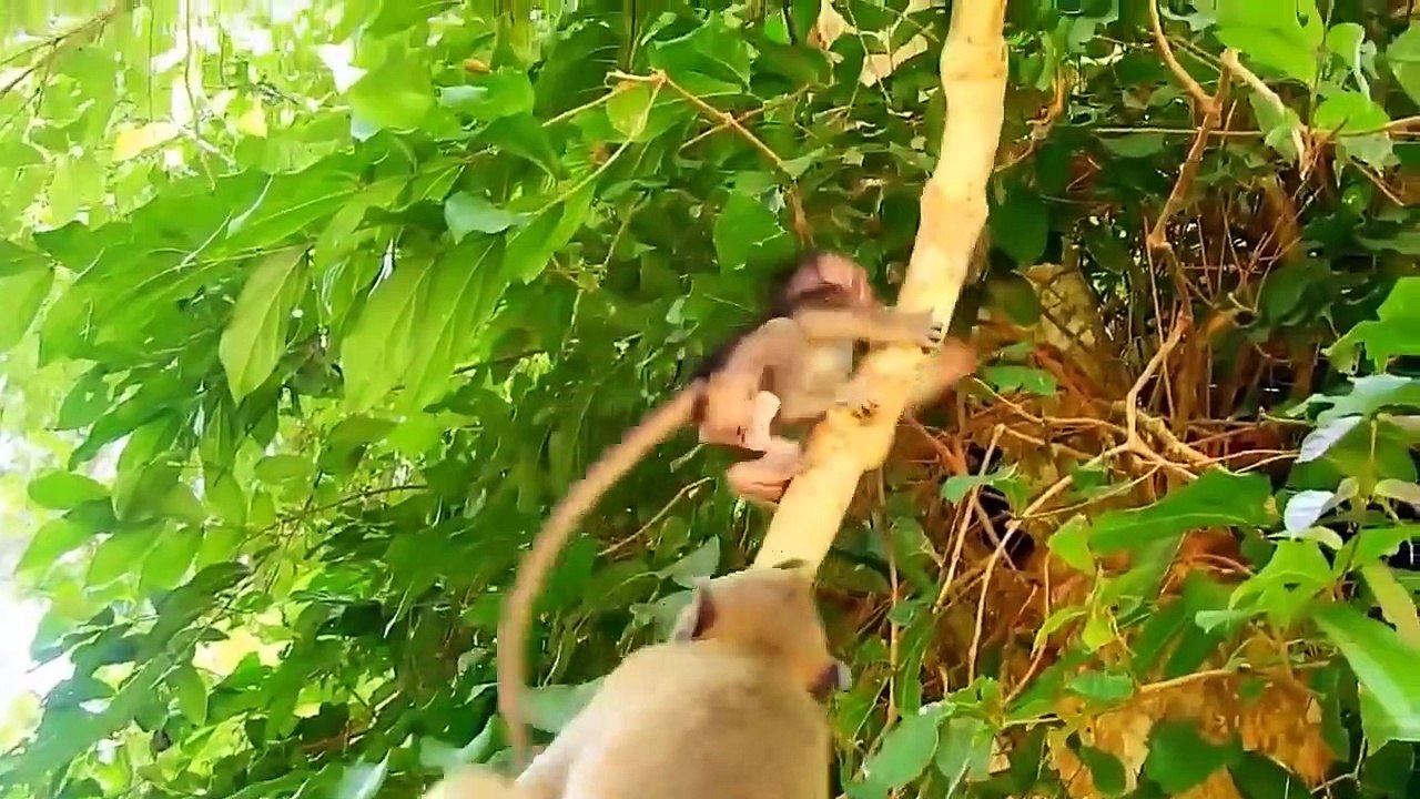 King Cobra Big Battle In The Desert Mongoose and the unexpected - Most Amazing Attack of Animals