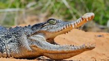 Crocodile vs Lion - Crocodile bite lion to fight for food   King animal vs King swamp, Who win