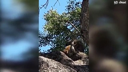 Lion Climb A Tree To Catch Baboon To Save Baby - Buffalo Save Baby From Lion, Elephant vs Buffalo