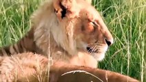 Epic battle of Animal 2019 - Mother Cheetah try rescues the Cubs from Lion   Hyena vs Wild dog, Lion