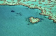 Sections of Great Barrier Reef Show Highest Coral Coverage in Decades